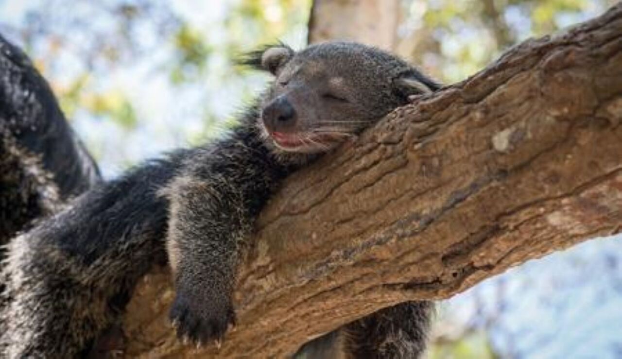 Copyright Ville de Lyon