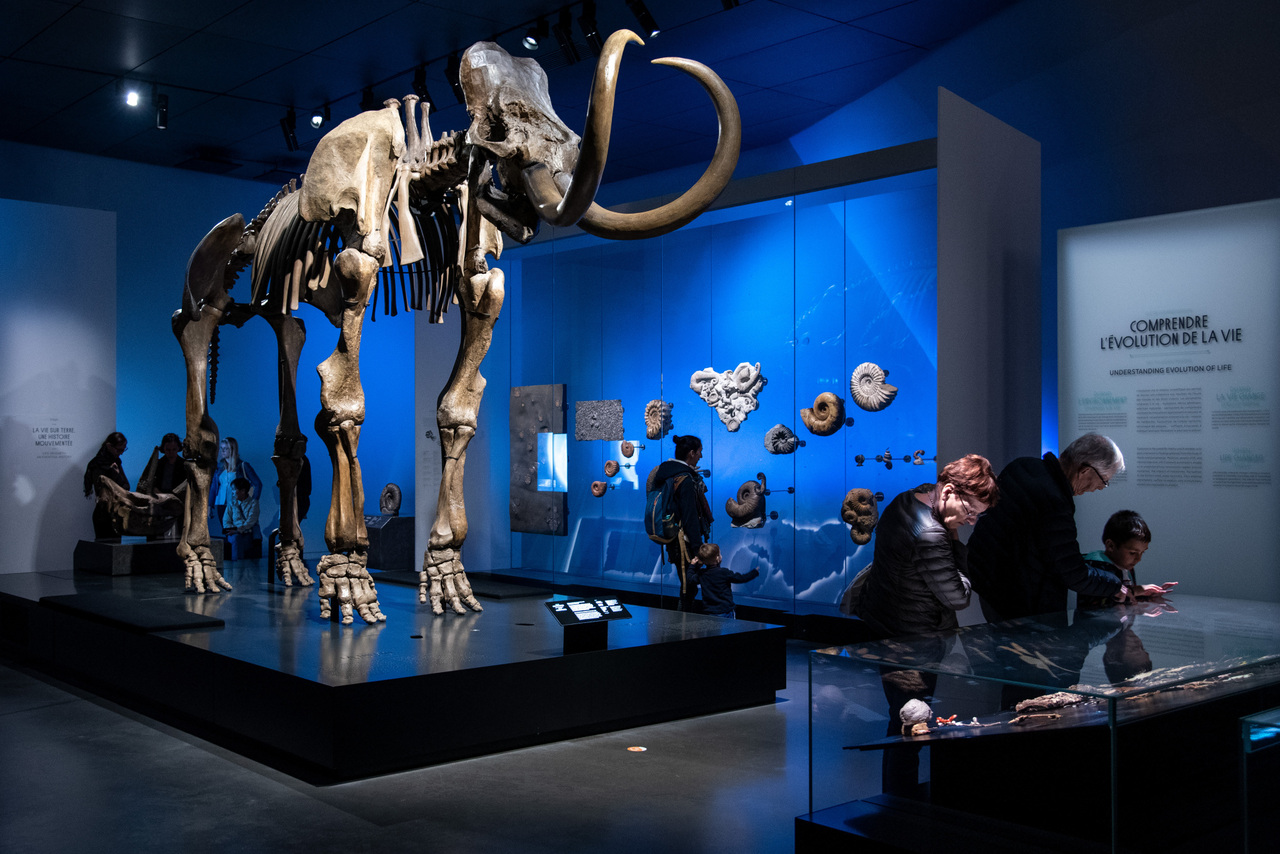 Copyright Mammouth de Choulans dans l'exposition Origines, les récits du monde © musée des Confluences - Olivier Garcin