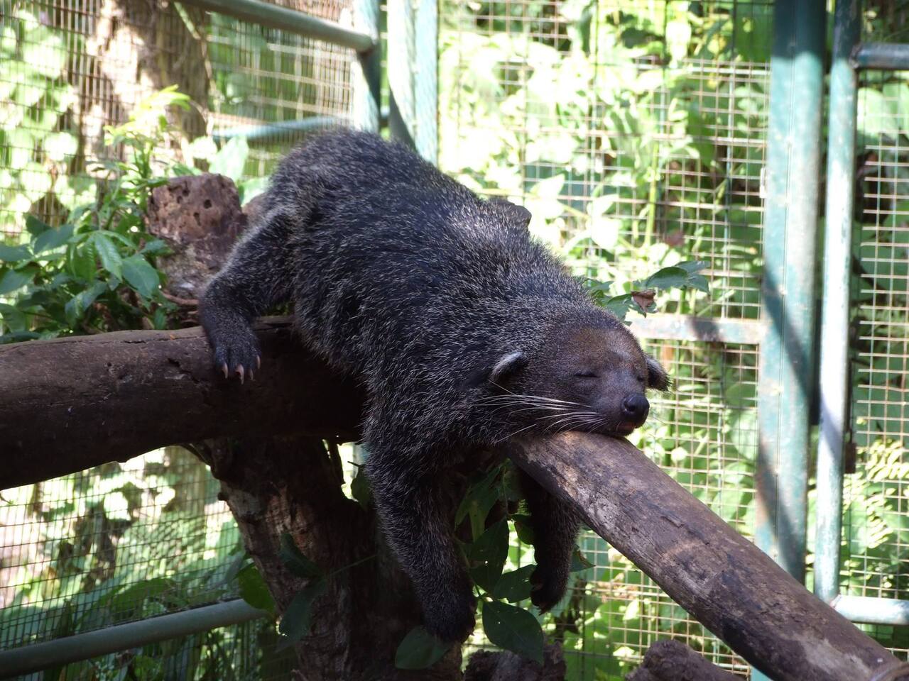 Copyright Zoo de Lyon