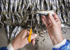 Copyright la belle-iloise