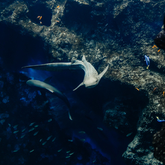 requin léopard