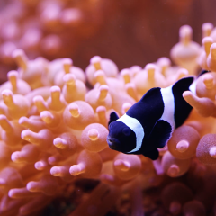 Aquarium de Lyon