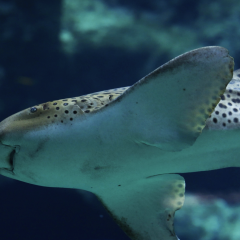 Aquarium de Lyon