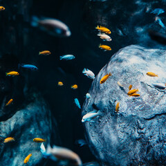 Aquarium de Lyon_La Mulatière