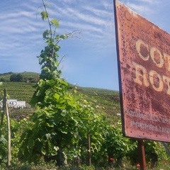 wine tour Rhone valley 1