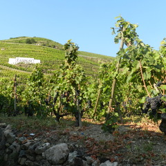 Wine Tour Rhone Valley 2