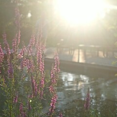Bassin naturel