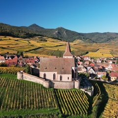 Vines in october