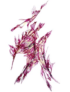 Copyright Héloïse Bonin