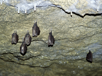 Copyright Raphaël Quesada