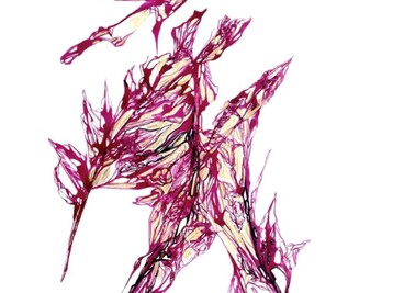 Copyright Héloïse Bonin