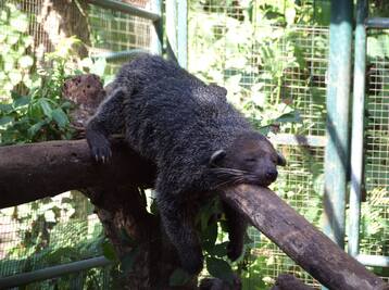 Copyright Zoo de Lyon