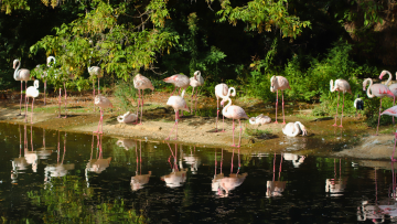 Zoo parc de la T&ecirc;te d'or