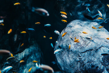 Aquarium de Lyon_La Mulati&egrave;re